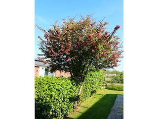 Bungalow Julianadorp Außenaufnahme 6