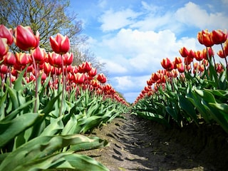 Bungalow Julianadorp Umgebung 26