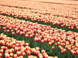 Bungalow Julianadorp Umgebung 27