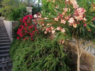 Villa Duće Grabación al aire libre 2