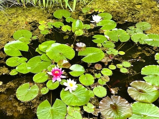 Ferienhaus Oberlascheid Außenaufnahme 6