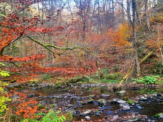 Maison de vacances Oberlascheid Environnement 31
