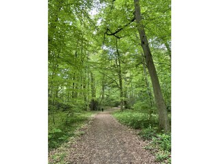 Wanderweg Urwald