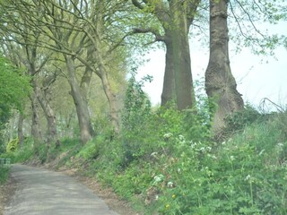 Vakantiepark Tholen (Stadt) Omgeving 28