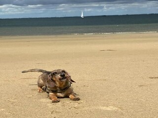 Parc de vacances Tholen (Stadt) Environnement 22