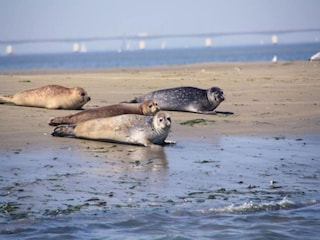 Parc de vacances Tholen (Stadt) Environnement 16