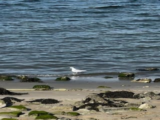 Parc de vacances Tholen (Stadt) Environnement 19