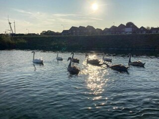 Parc de vacances Tholen (Stadt) Environnement 22