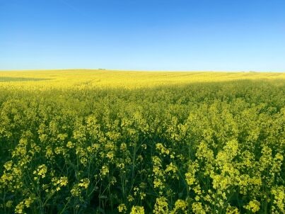 Frau Isabell Scharloh