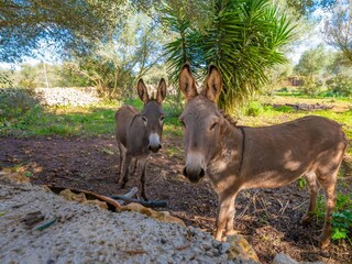 Villa Ariany Outdoor Recording 6
