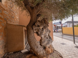 Apartment Colonia de Sant Pere Outdoor Recording 6