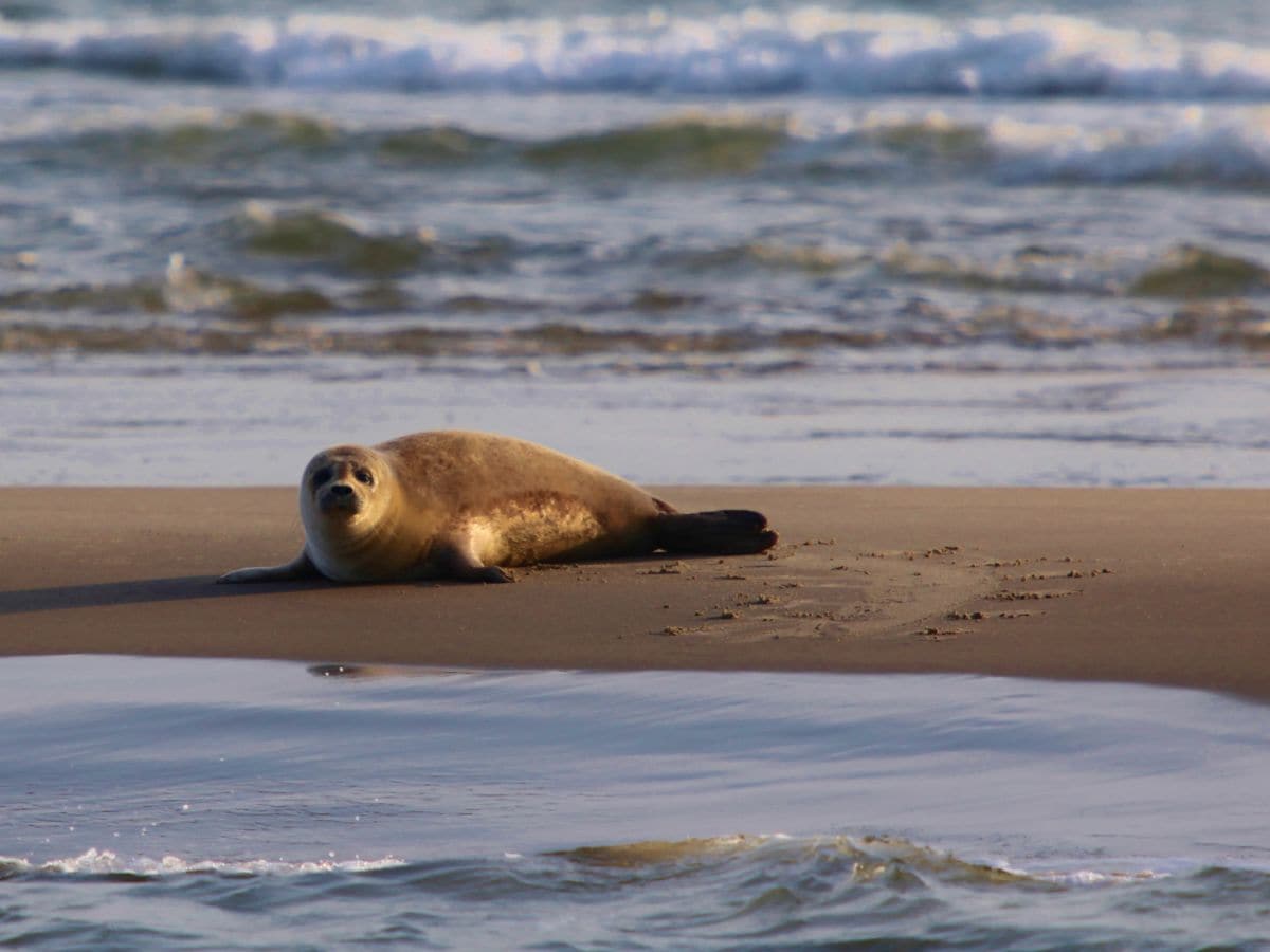 Robbe im Nordsee