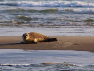 Seehund in der Nordsee