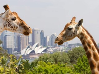Appartement Sydney Environnement 15