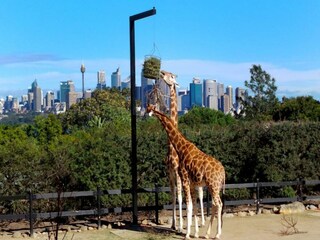 Appartamento Sydney Registrazione all'aperto 6