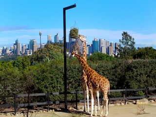 Appartement Sydney Omgeving 17