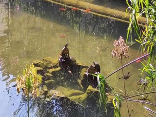 Parc de vacances Cellole  27