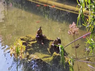 Parc de vacances Cellole  18