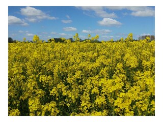 Ferienhaus Hasselberg Umgebung 25