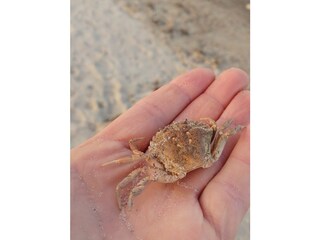 Ferienhaus Ostseebad Schönhagen Umgebung 15