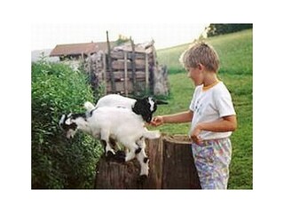 Holiday apartment Prackenbach Outdoor Recording 10