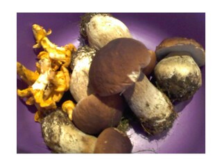 Holiday apartment Prackenbach Environment 36