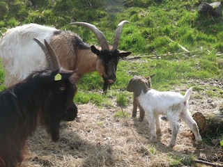 Ein paar unserer Tiere