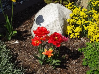 wunderschöner Frühling vor dem Haus