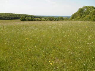 Appartement de vacances Mandelbachtal Environnement 23