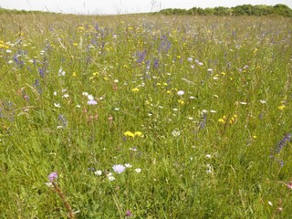 Appartement de vacances Mandelbachtal Environnement 24