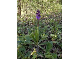 Apartamento de vacaciones Mandelbachtal Entorno 25