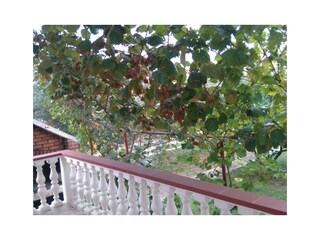 Ferienwohnung Bibinje Außenaufnahme 2