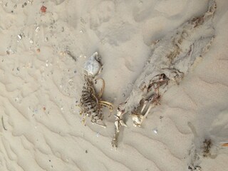 Fundsache am Strand