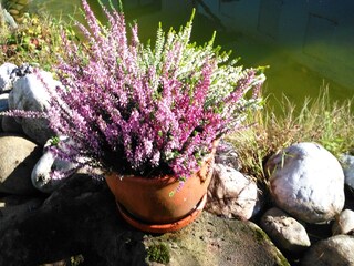 Ferienwohnung Oberreute Außenaufnahme 4