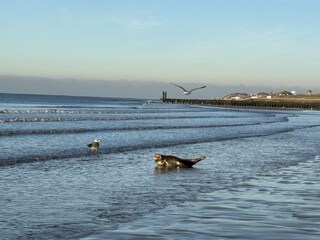 Holiday apartment Zoutelande Environment 33