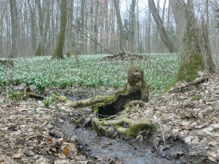 Wandern im Märzenbecherwald