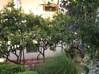 Apartment Primosten  9