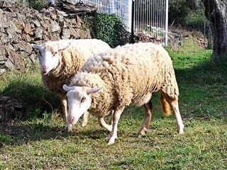 Holiday house Anduze Environment 22