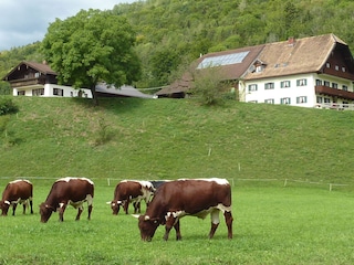 Unser Hof mit unseren Pinzgauer Ochsen