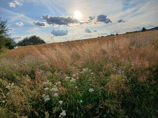 Wiese hinter dem Haus