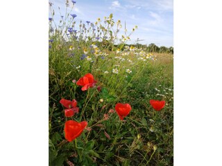 Wiese hinter dem Haus