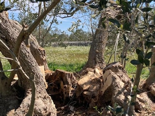 Ferienhaus Maslinica Umgebung 32