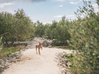 Maison de vacances Maslinica Environnement 33