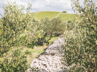 Ferienhaus Maslinica Umgebung 34