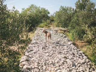 Ferienhaus Maslinica Umgebung 35