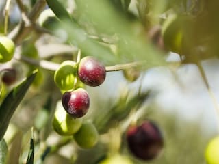 Ferienhaus Maslinica  53