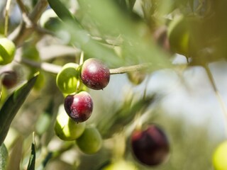 Maison de vacances Maslinica  53