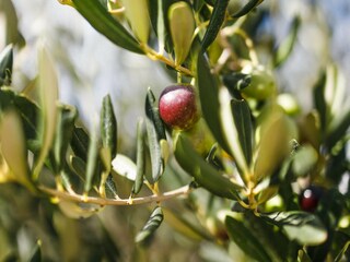 Vakantiehuis Maslinica  55