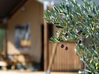 Casa per le vacanze Maslinica  26