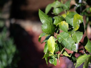 Casa per le vacanze Dobropoljana  40